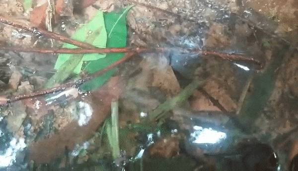 在新加坡检测为阴性,回上海后却呈阳,中国客工诉说在新加坡最大感染劳工营经历