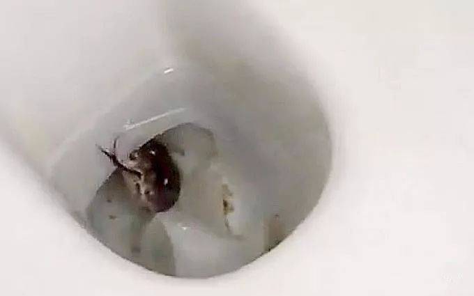 新加坡这家人后院进巨蟒,一口吞下宠物狗!主人惊呆了