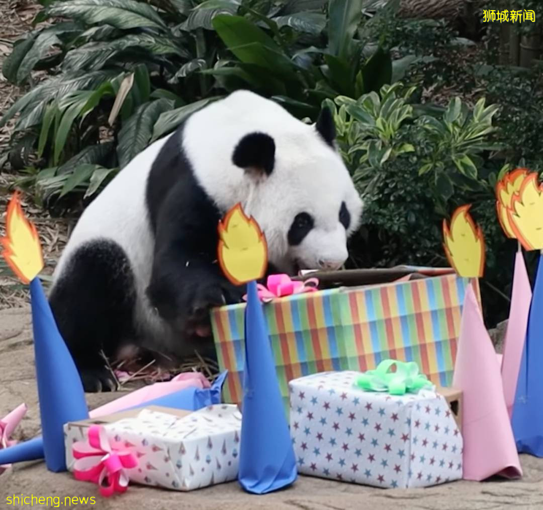新加坡的熊猫宝宝满月照来了!毛茸茸终于“有熊样”