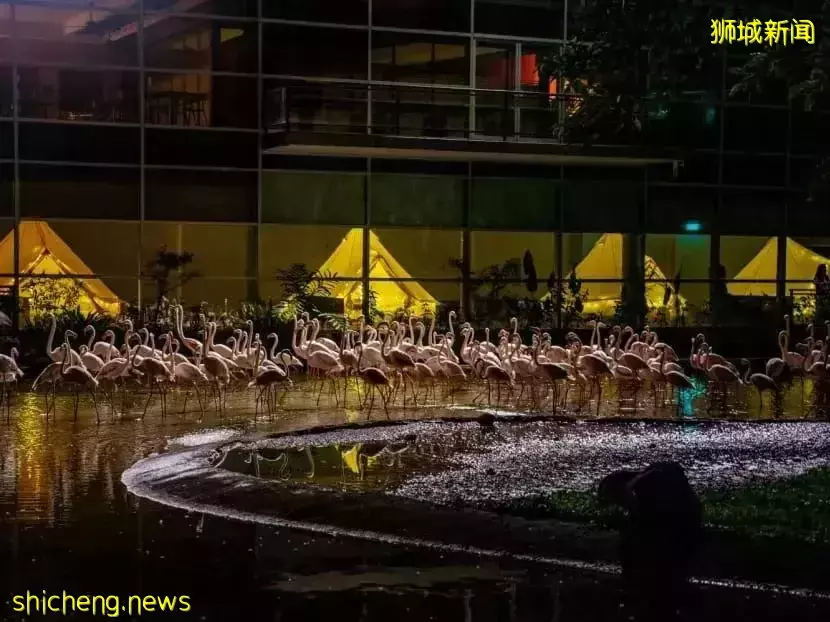 小朋友超爱！裕廊飞禽公园露营！和火烈鸟一起度过美好夜晚