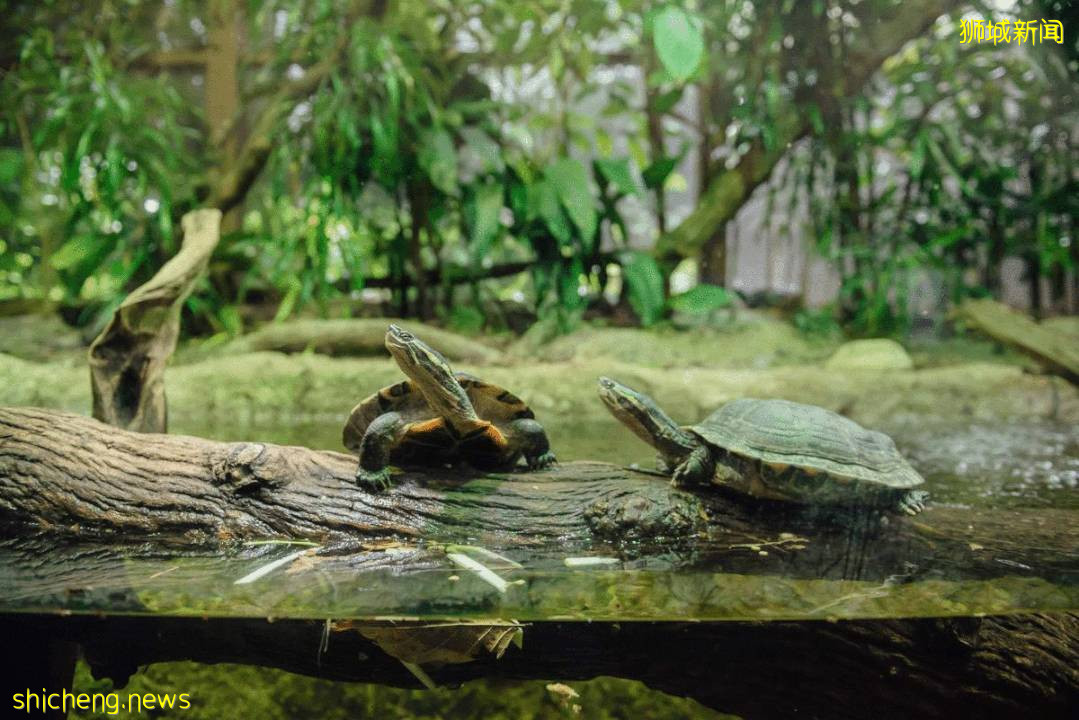 僅2天！新加坡動物園最牛的餵動物之旅，8折！還有幻光雨林和4大園5.5折起，搶啦