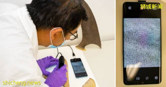 新的 K9 部門借助高科技和探測犬幫助新加坡打擊非法野生動物貿易