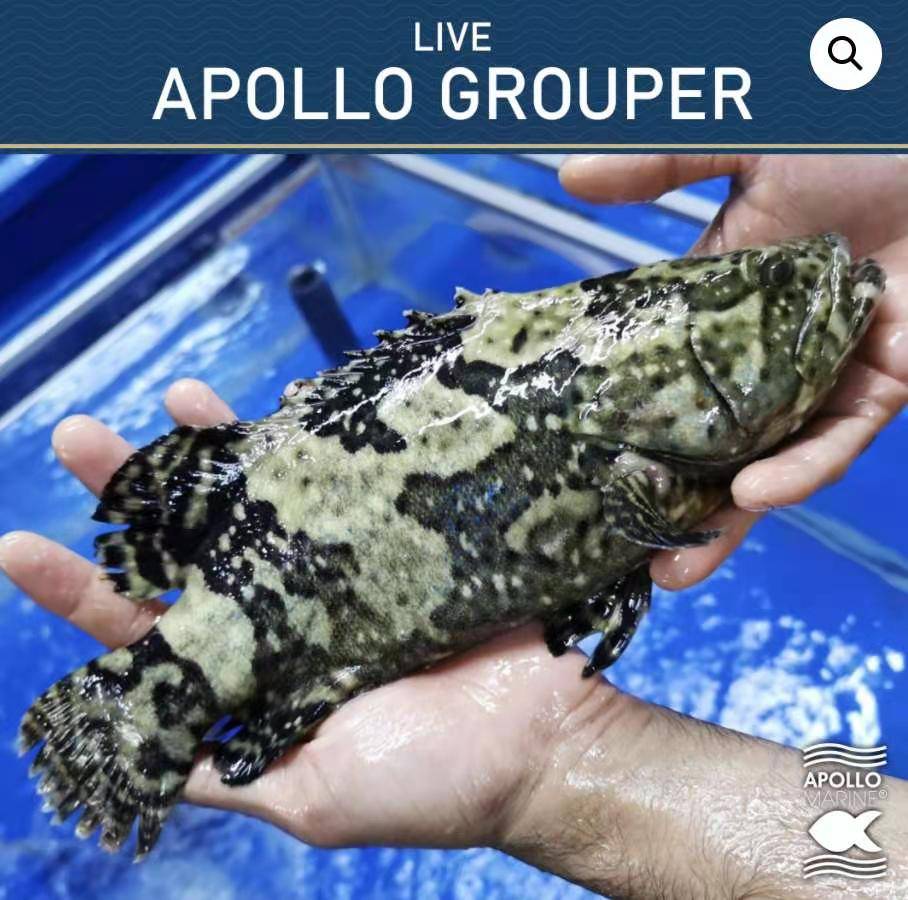 新加坡本地农场直供！想要吃到新鲜农产品看这里