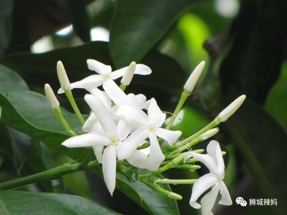 帶上鏟子、放大鏡和昆蟲觀察盒,和小夥伴一起來新加坡的森林探險吧