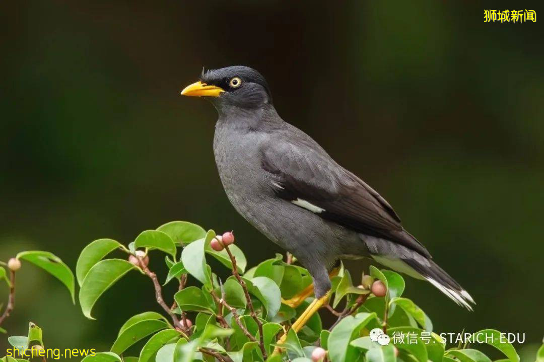 新加坡租屋区出现鸳鸯!你认识坡岛上这三种常见小鸟吗