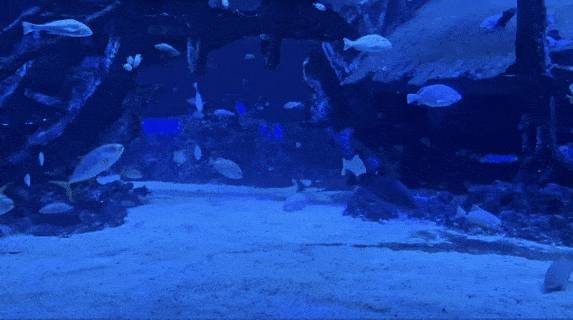 年末假期,教你如何在新加坡找“雪花”、小黃人和聖誕老公公