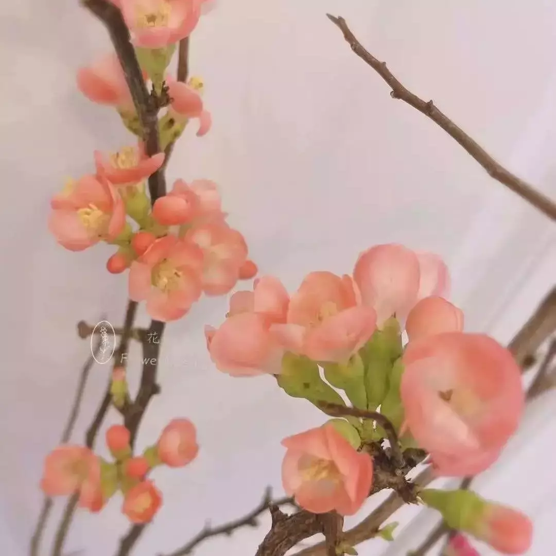 辣妈早茶来啦！认识新姐妹！和欣妈一起学插年宵花