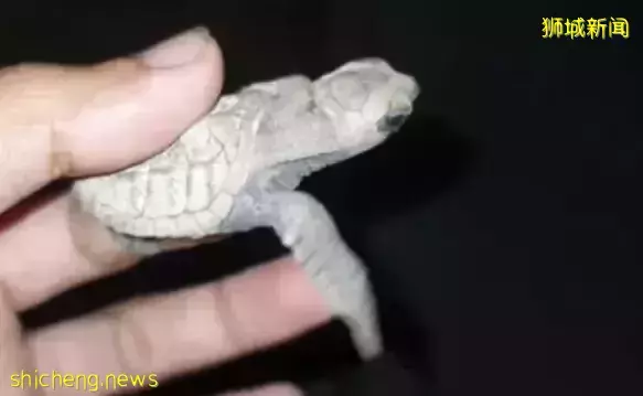 这是多么暖心的一瞬间,民众联手帮助迷路的海龟宝宝