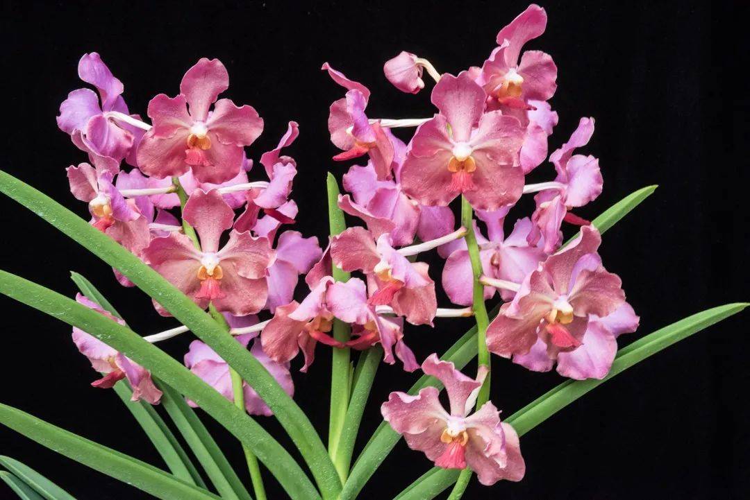 新加坡热带高山胡姬展览馆开幕;国家胡姬花园将免费开放至4月11日