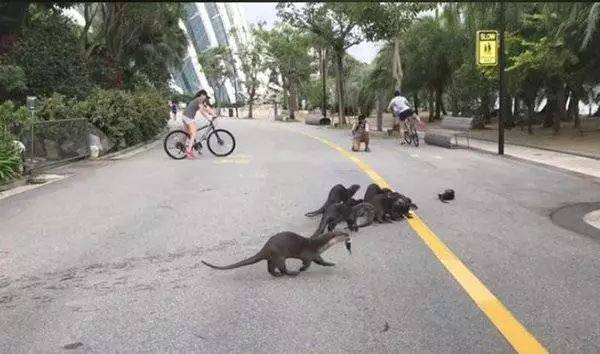 新加坡的野生动物也太不好惹了吧