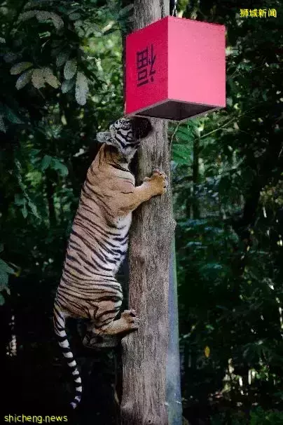 實拍亮燈！2022年“春到河畔”場面宏大，還有這麽多好玩的