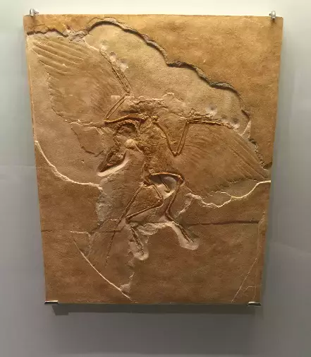 你見過熱戀中的水獺嗎