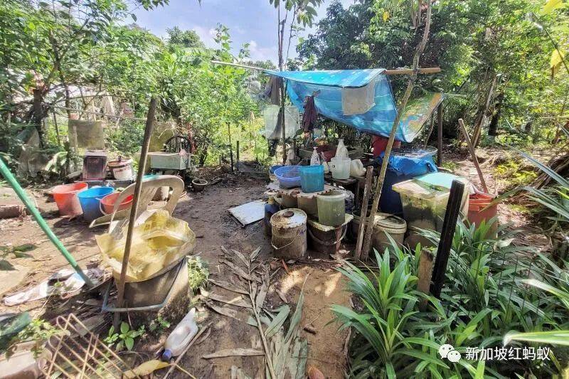 獅城“陶淵明”花10年悄悄在叢林裏開拓“世外桃源”　一朝被徒步者舉報，被令撤離