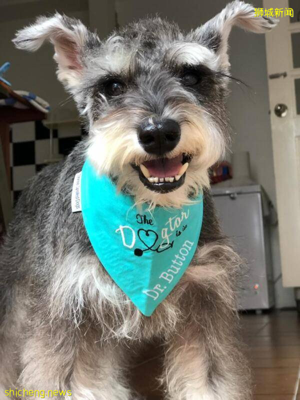 弃狗受训成“福建大使” 伴临终病患走最后一程