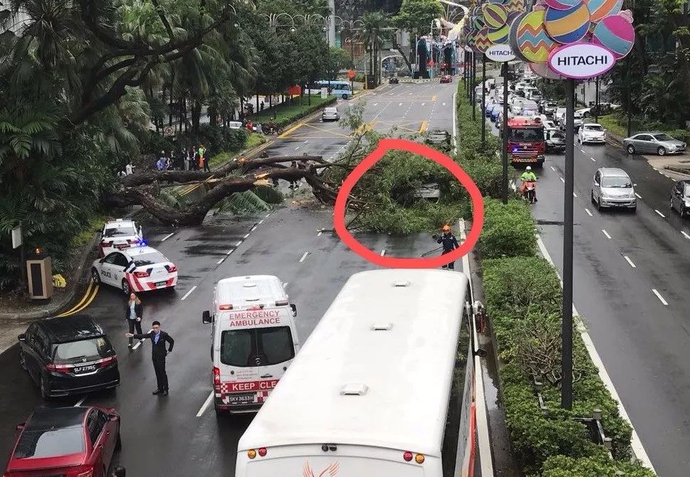 突发！新加坡乌节路大树轰然倒塌，引起交通预警