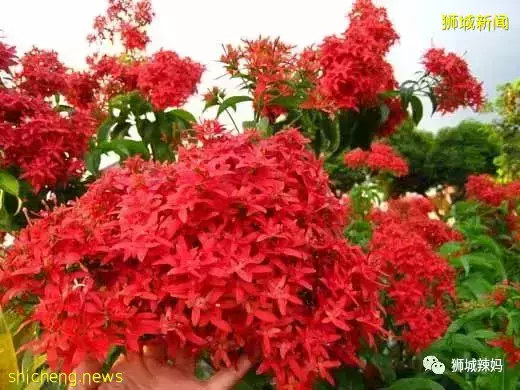 拿著鏟子、放大鏡、昆蟲觀察箱,帶娃去新加坡昆蟲森林冒險