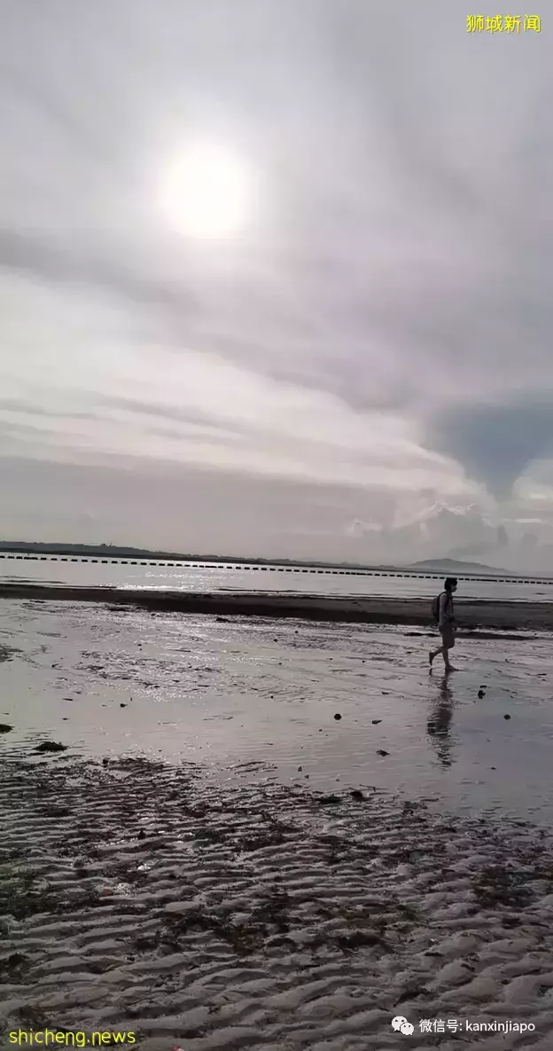 新加坡“趕海”全攻略!遇見了這麽多神奇的生物