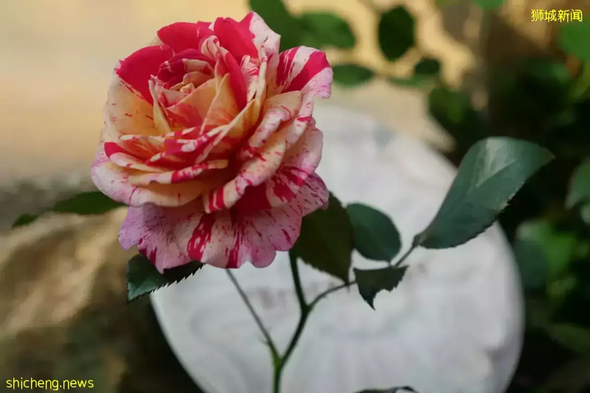 滨海湾花园意使馆合作 展出逾70个玫瑰花品种 
