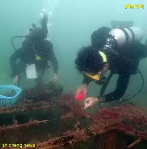潜水爱好者快来报名!新加坡启动保护珊瑚计划