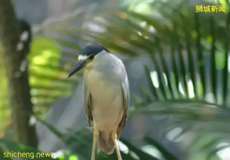 在新加坡的東北部,有個隱秘的小島!不用坐船,每天限時開放