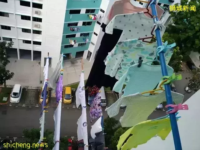 发达的新加坡，竟然随处可见小动物！新加坡冷知识（精选集）