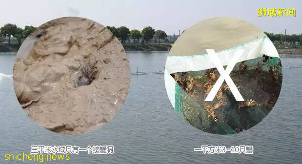 铛铛铛！萬衆期待的蟹中“小鮮肉”，舌尖六月黃大閘蟹登陸獅城啦