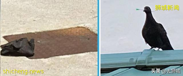 令人憤怒的新加坡虐貓案破了,經過堪比韓國懸疑片《殺人回憶》