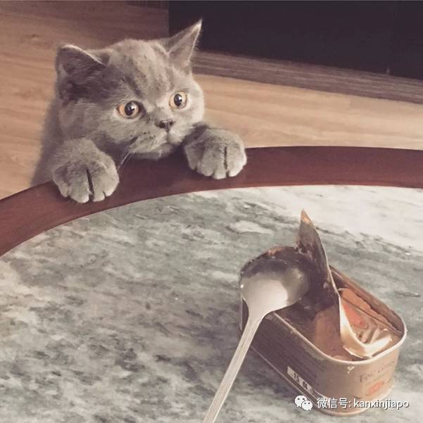 遭HDB人员登门盘查被告知,新加坡组屋不能养猫!这些“毛小孩”也不能出现