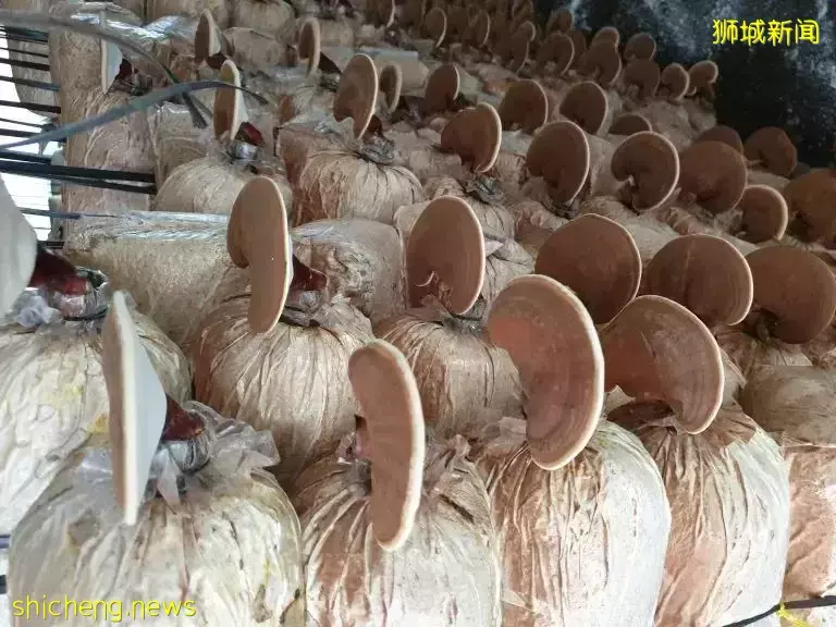 大家都在求代购!这个新加坡网红产品,特别适合送爸妈