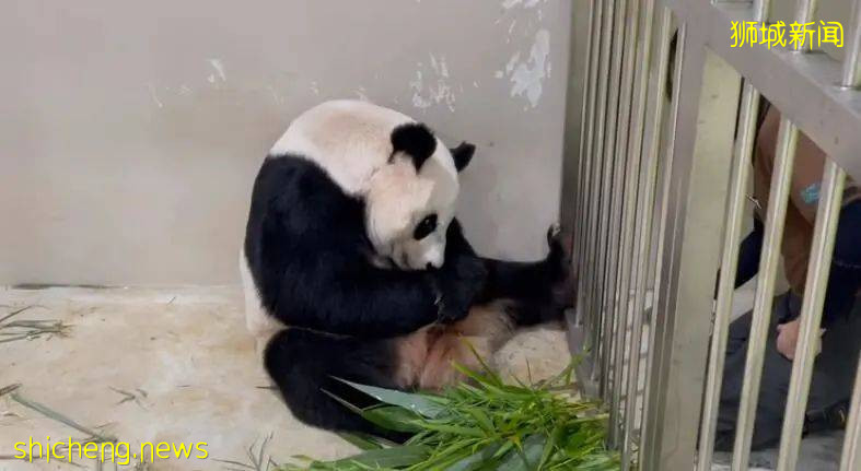 首只誕生在新加坡的大熊貓已長出白色絨毛，“麻麻”忙著照護、“粑粑”忙著吃喝