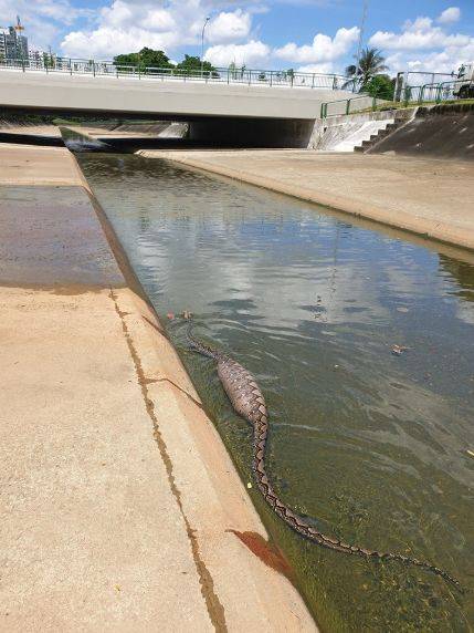 突發！這個海灘驚現一群巨型椰子蟹，還搶燒烤吃！新加坡也被鳄魚、蜥蜴、蟒蛇、水獺、猴子、野豬、野雞嚇到過