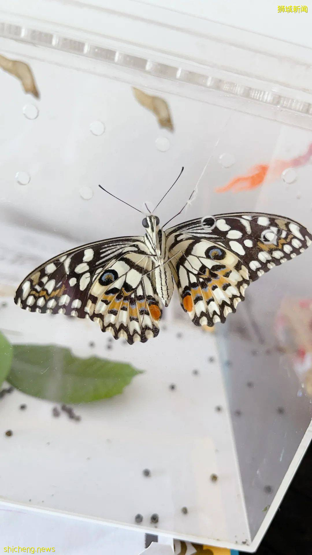別人家養貓養狗當寵物,我兒子卻喜歡在新加坡養毛毛蟲