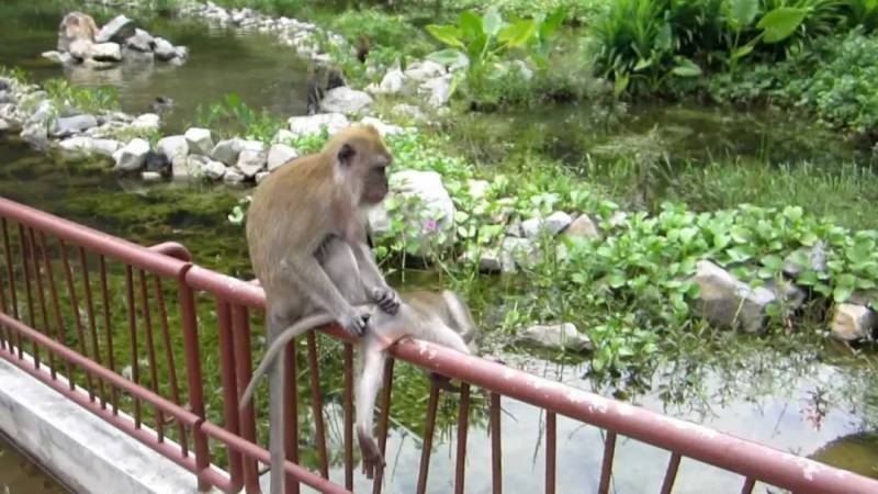 在新加坡上公厕,突然有条蛇从马桶钻出!吃饭又遇猴子…没法呆了