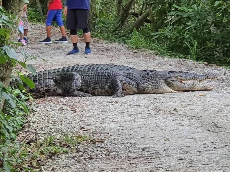 新加坡鳄魚上岸堵路,張開大嘴!海豚犀鳥也都來了