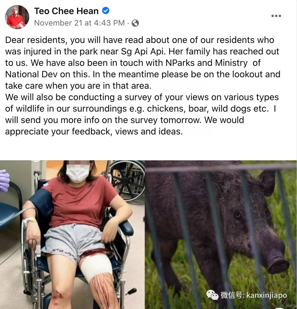 野猪闯祸与民众同罪，去留怎么定？