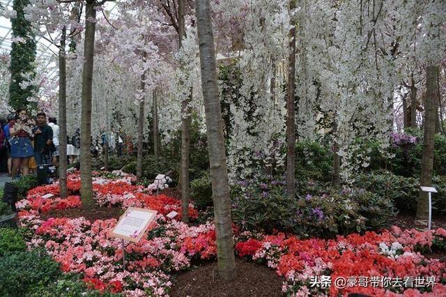 豪哥帶你看世界：新加坡不枉此行的12大看點（下）分三集介紹