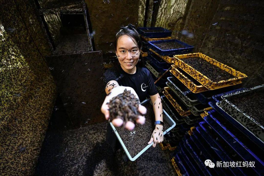 這些小小的蟲子,能改變新加坡的未來