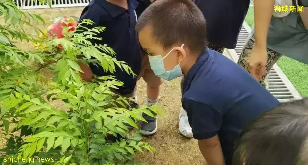 在疫情最疯狂的时候,带4岁娃留学新加坡!这个85后妈妈后悔了吗