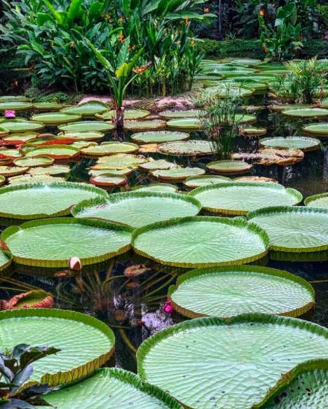 在CBD也可以擁抱綠色自然——細數新加坡那些鬧中取靜的Secret Garden