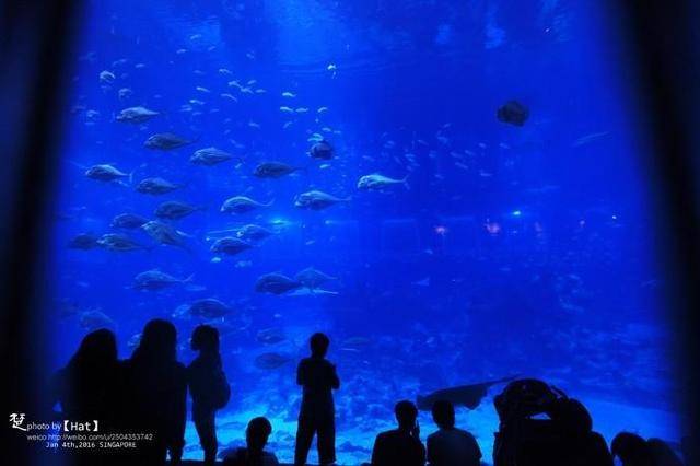 干货！干货！干货！知道这些，一个人游遍新加坡不是梦