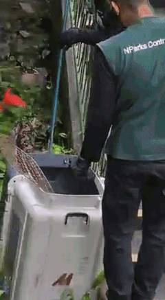 新加坡的这只蟒蛇,活生生吞了一只网红猫