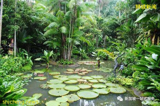 最美麗的自然風光: 新加坡植物園!
