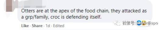 太猖狂！新加坡水獭竟敢“调戏”鳄鱼，这下尴尬了