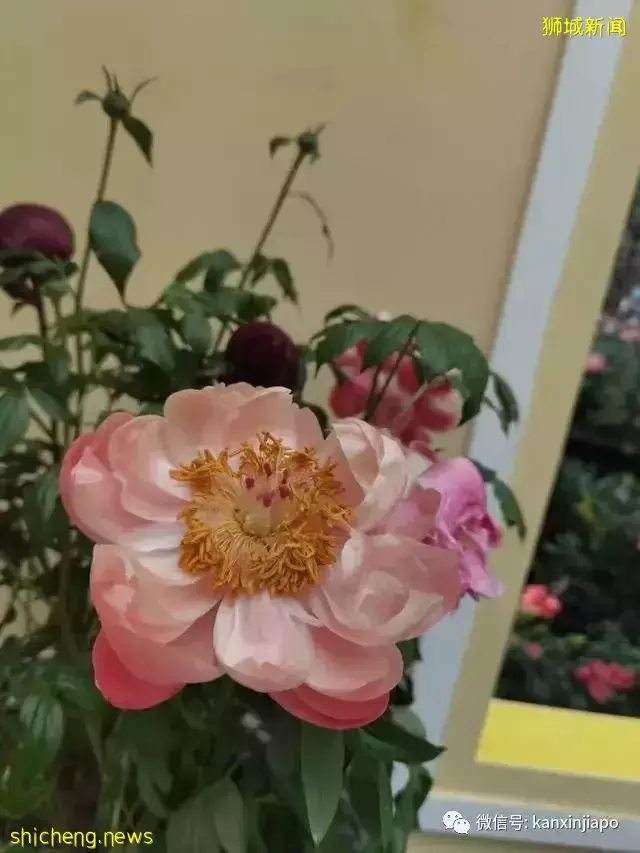 探访新加坡最美花园,只可惜这里的牡丹似乎缺少了点野性