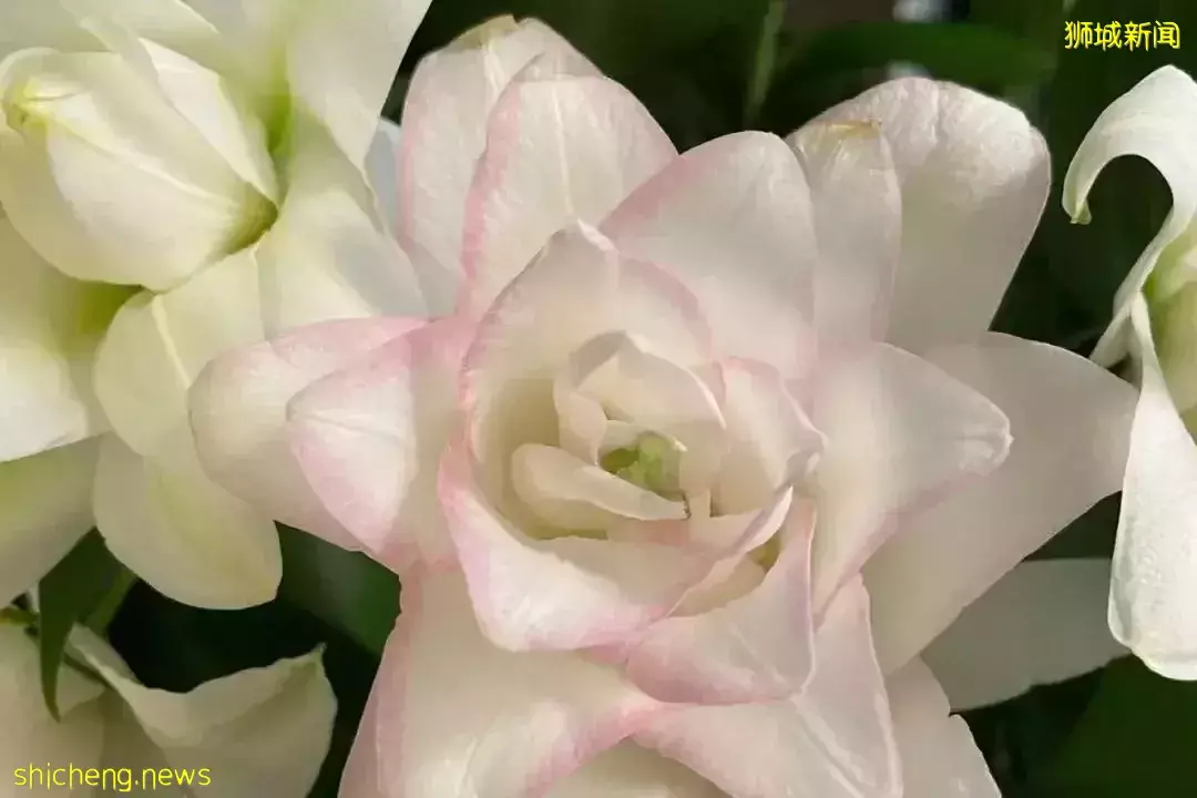 鮮花在熱帶也能養1個月？資深花友新加坡買花、養護大揭秘