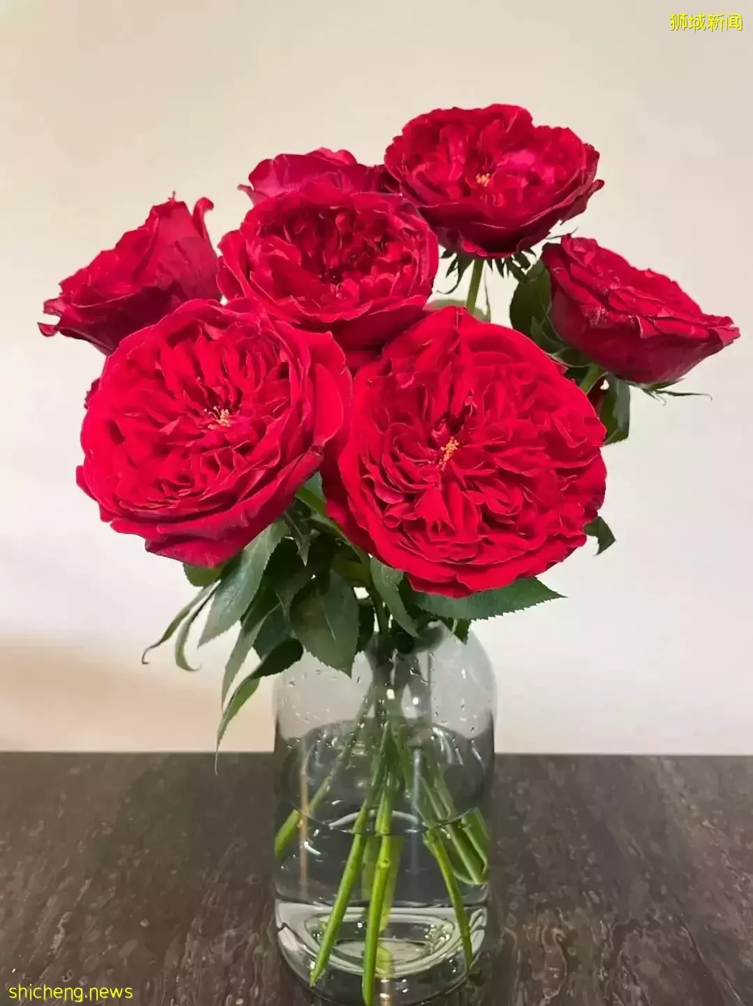 鮮花在熱帶也能養1個月？資深花友新加坡買花、養護大揭秘