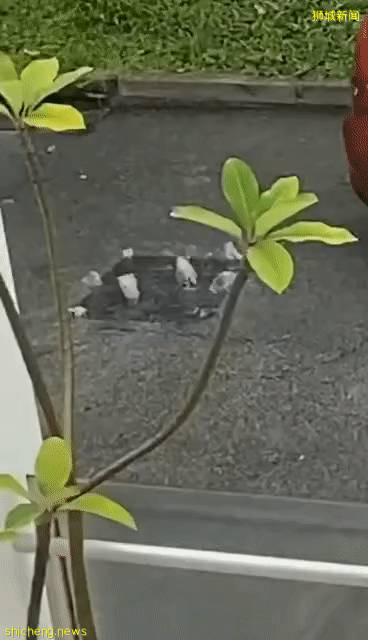 今天,新加坡被大暴雨淹沒了!