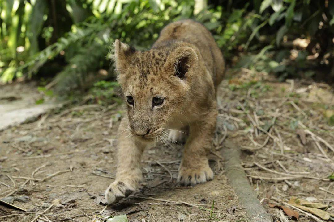 新加坡第一只通過輔助生殖技術誕生的非洲獅崽來啦