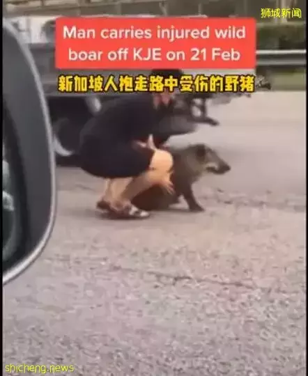 新加坡小哥哥爲救小野豬，在車流中冒險將其抱起！好暖！好貼心