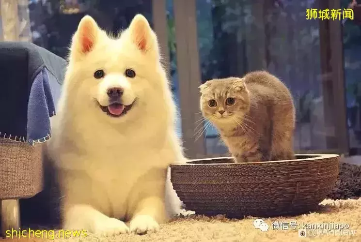 原来在新加坡养宠物有这么多冷知识